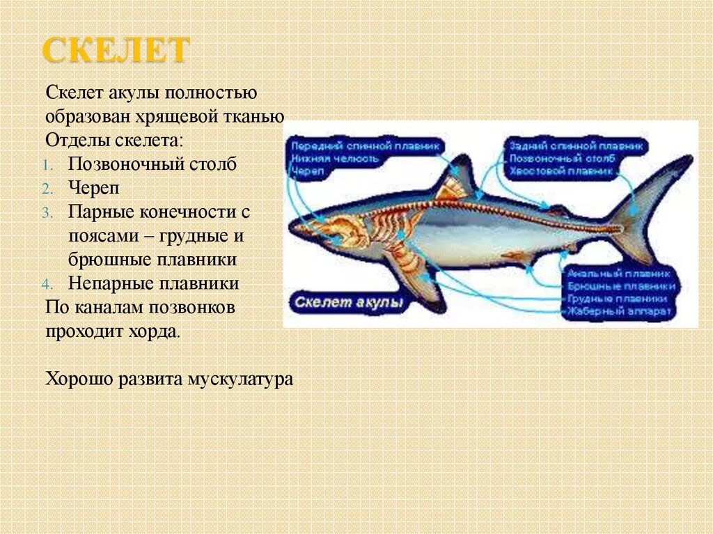 Хрящевые рыбы строение акулы. Внутреннее строение акулы катран. Элементы скелета которые можно найти у акулы. Хрящевой скелет акулы. Внешнее строение хрящевых рыб.