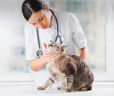 Врач коту на дом