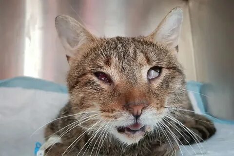 Голос кота