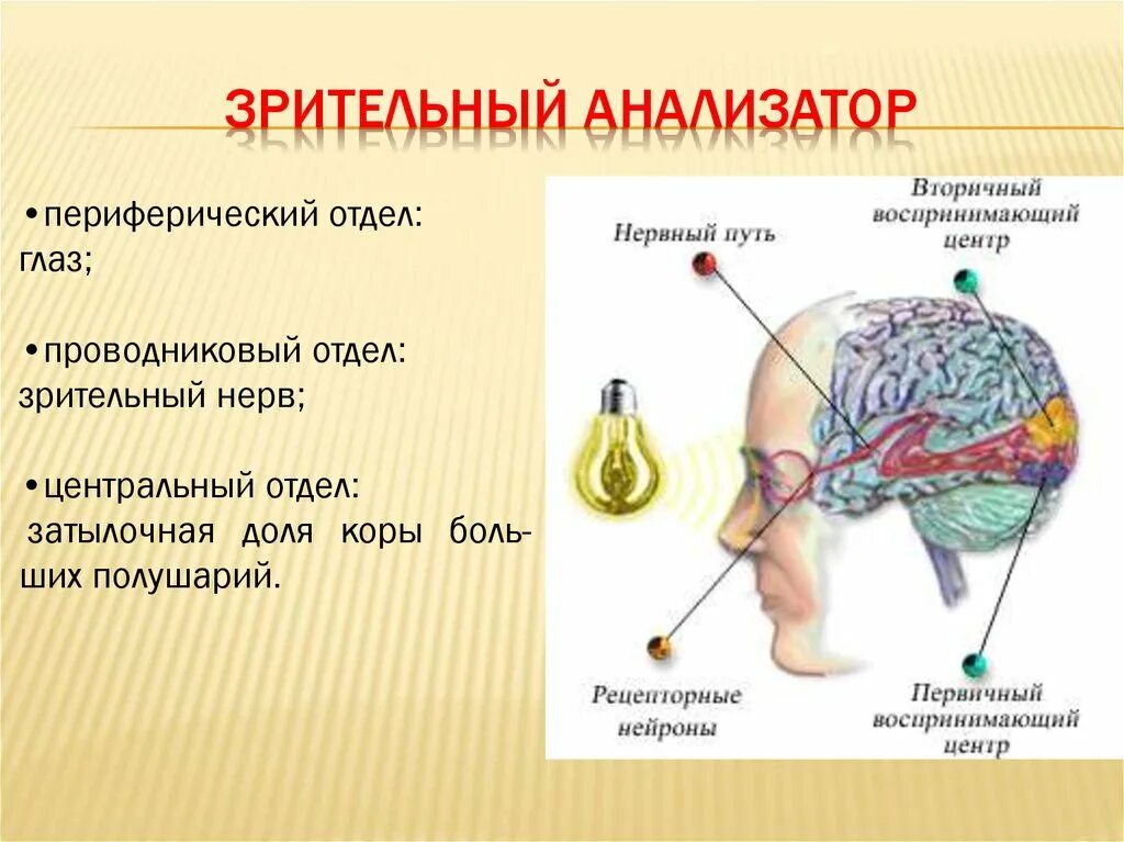 Зрительный анализатор в затылочной доле. Отделы анализаторов зрительного анализатора. Центральный отдел зрительного анализатора функции. Функции периферической части зрительного анализатора. Зрительный анализатор строение и функции биология 8 класс.