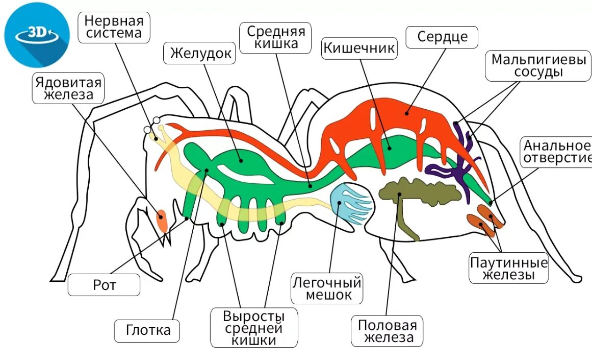 Схема внутреннего строения паука крестовика. Внешнее и внутреннее строение паука крестовика. Паукообразные строение ЕГЭ биология. Внутреннее строение паука крестовика биология 7. П 14 биология