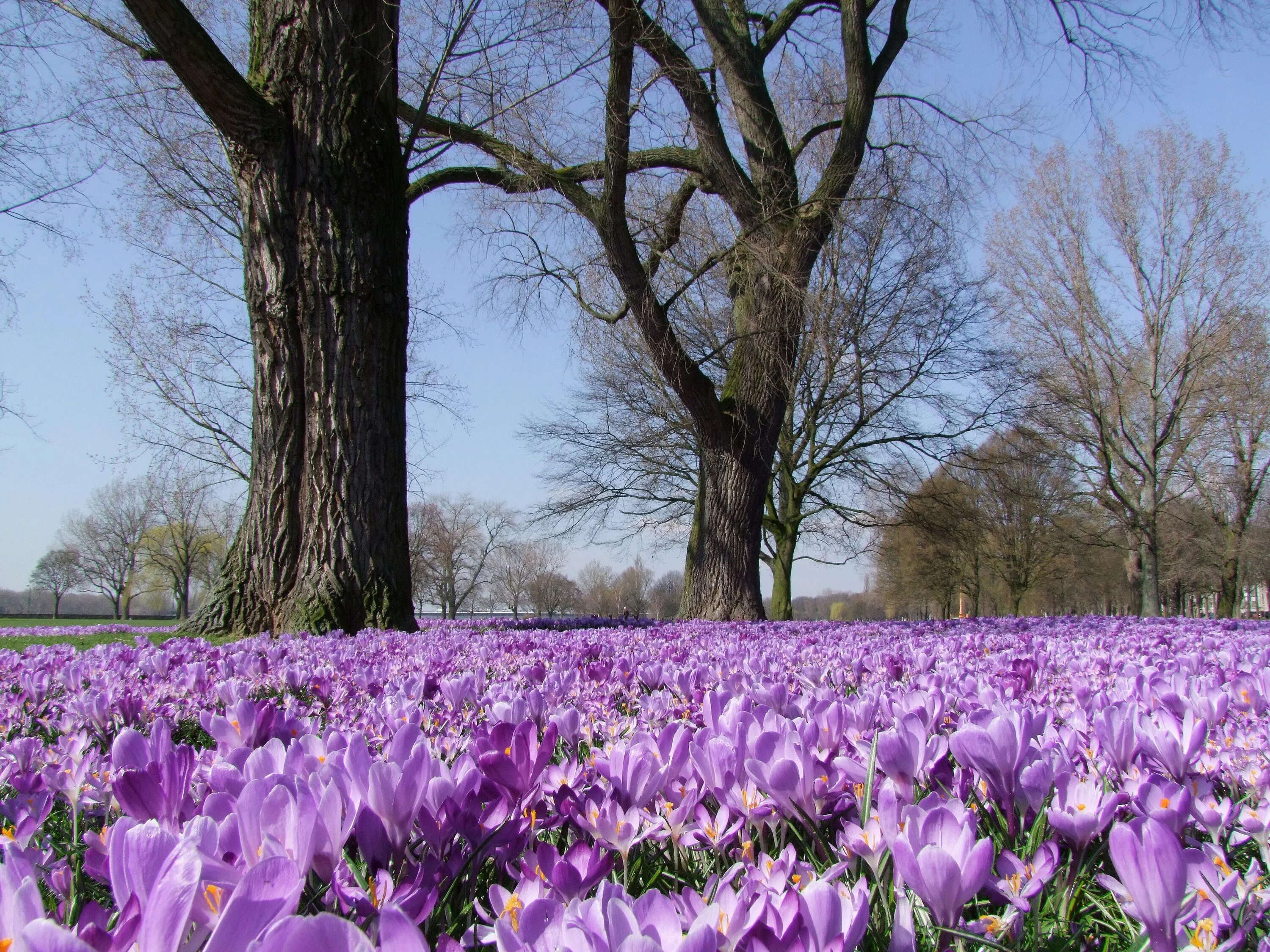 Krokus Park. Весенние цветы. Картинки красивые весенние 2024 года