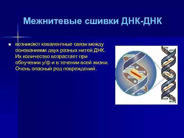 Днк представляет собой двойную. Днк состав строение. Связи между нитями днк. Схематическое строение нуклеотида днк. Из чего состоит днк схема.