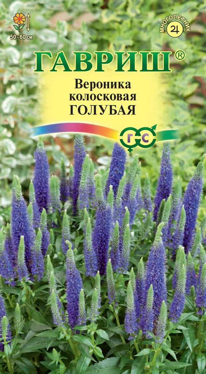 Семена вероники многолетней фото