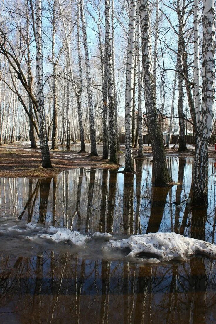 Ранней весной в березовой роще. Весенний пейзаж. Красивые пейзажи ранней весны.