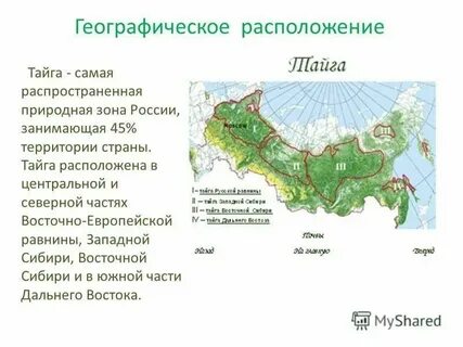 В какой природной зоне преобладают хвойные