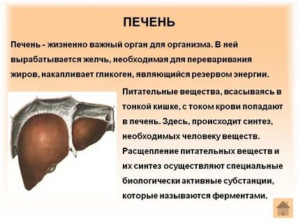 Факты про печень