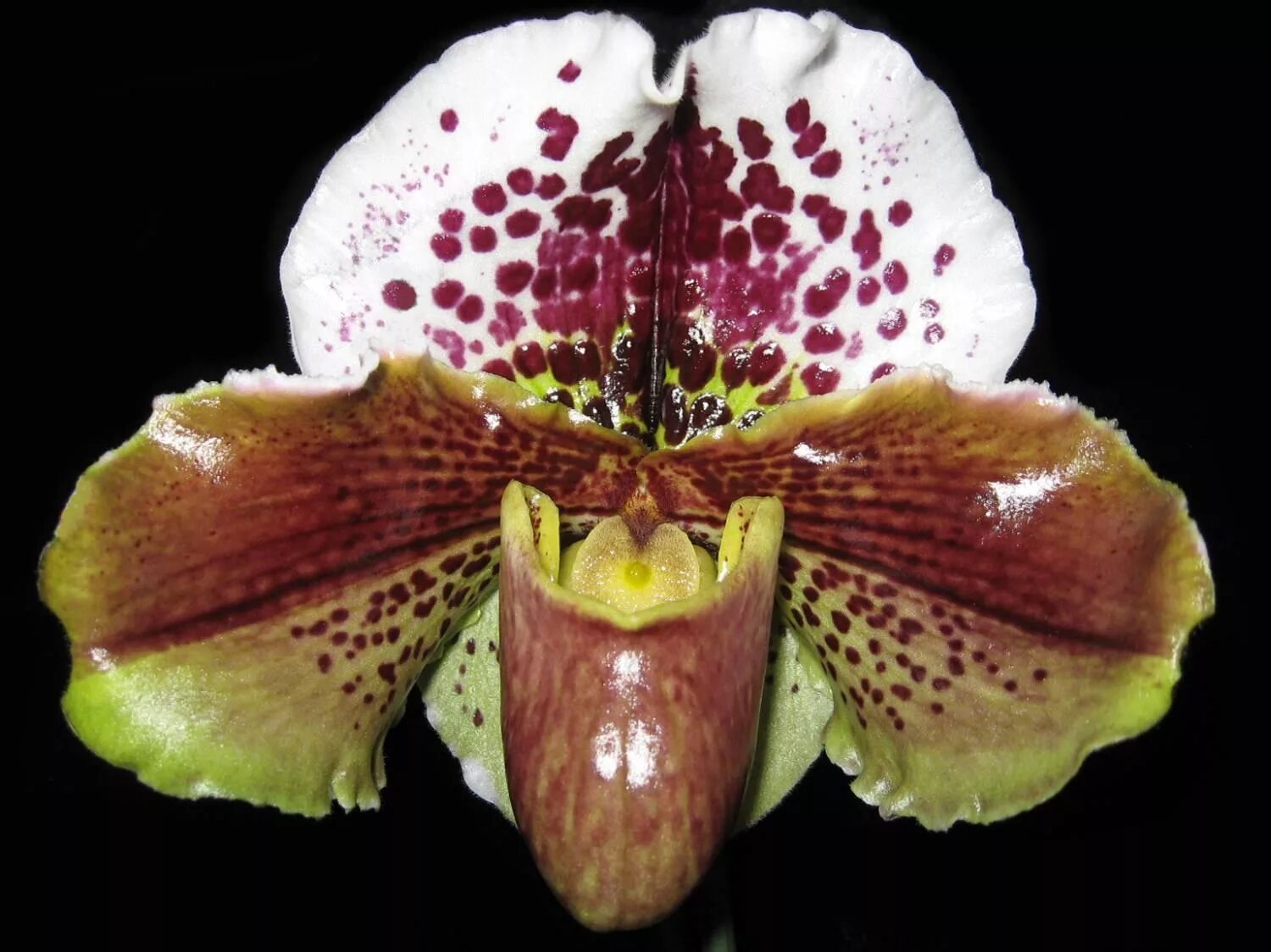 Американский гибрид. Орхидея Пафиопедилум американский. Орхидея Paphiopedilum Hybrid. Орхидея Пафиопедилум американский гибрид. Орхидея башмачок Пафиопедилум.