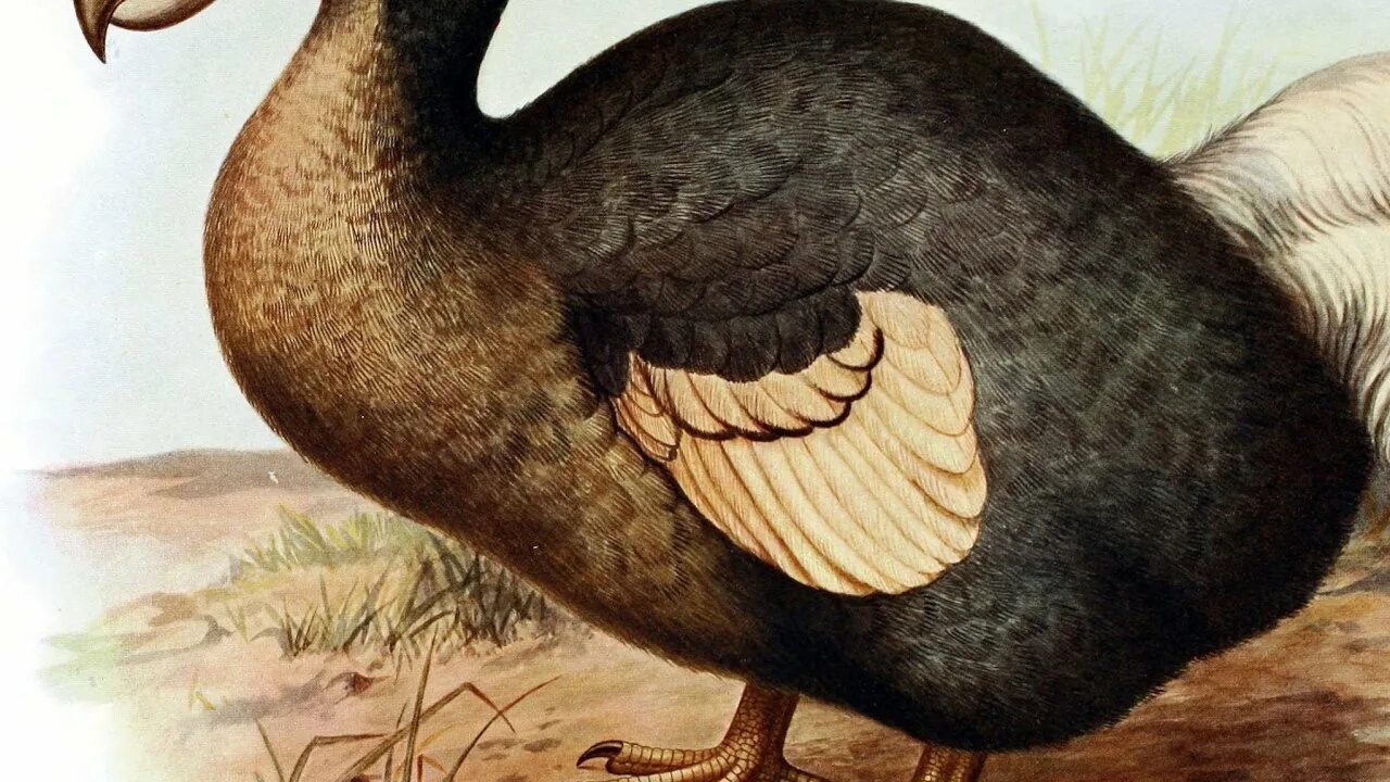 Вымершие птицы бразильская. Страус моа. Вымершая птица 9. Эпиорнис aepyornithidae. Маврикийский дронт.