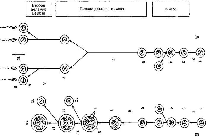 Спорогенез и гаметогенез. Спорогенез и гаметогенез у покрытосеменных. Перемещение первичной половой клетки в гонаду. Каким номером на схеме обозначено мейотическое