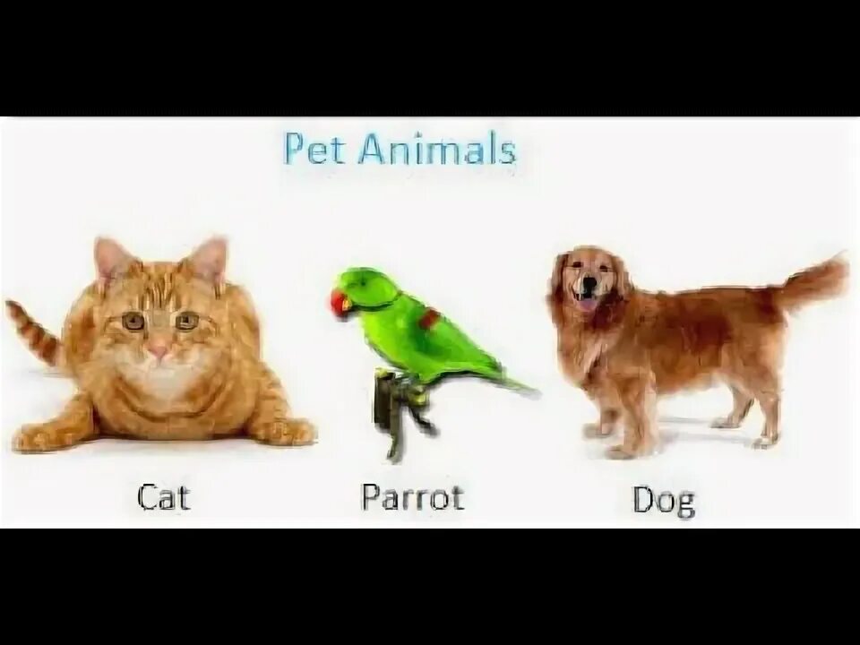 Pets animals разница. Domestic animals  и Pets отличия. Прописать domestic animals. Гача животные питомцы.