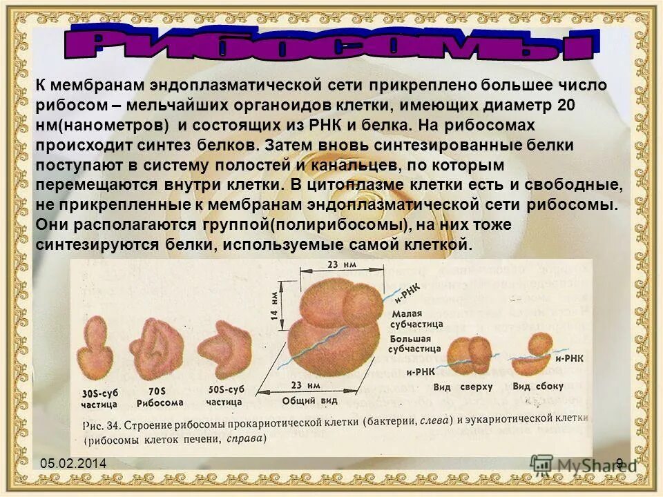 В рибосомах происходит синтез углеводов. В рибосомах происходит синтез углеводов