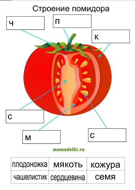 Строение плода томата. Строение плода помидора. Строение плода томата схема. Внутреннее строение томата