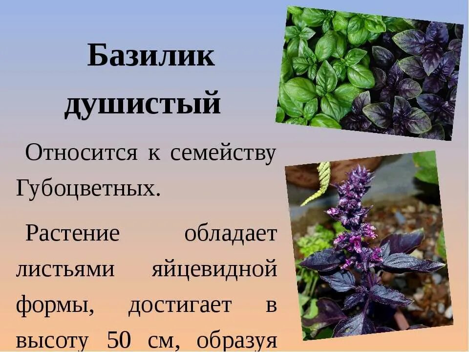 Можно ли добавить базилик. Губоцветные растения базилик. базилик описание растения для детей. базилик благородный ocimum basilicum. базилик описание.