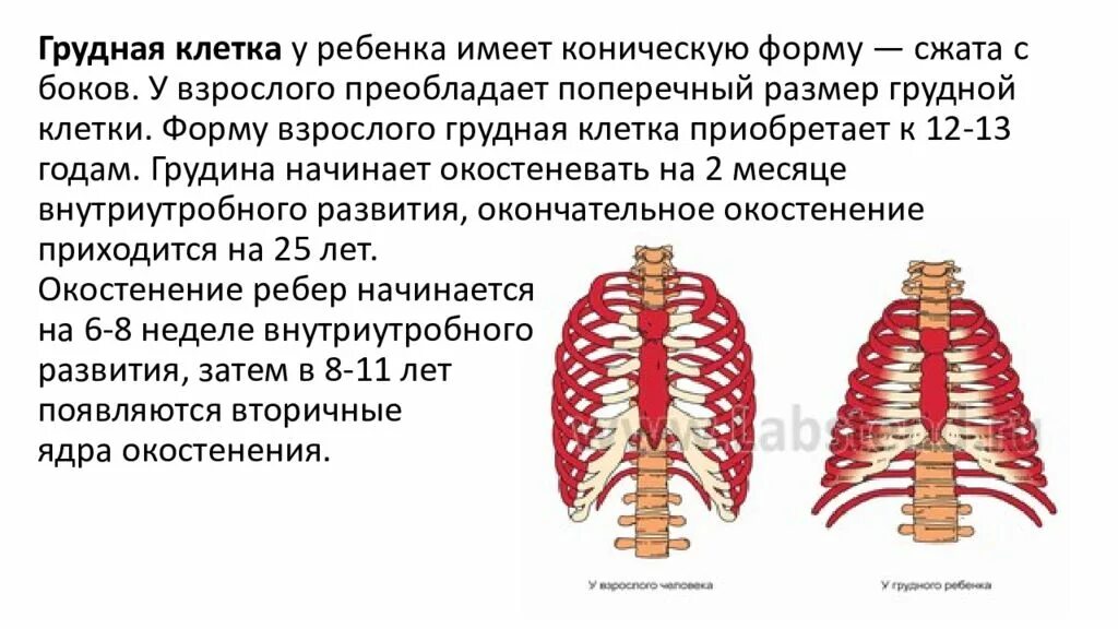 Грудная клетка ребенка 2 года. Развитая грудная клетка. Этапы развития грудной клетки. Формы грудной клетки.