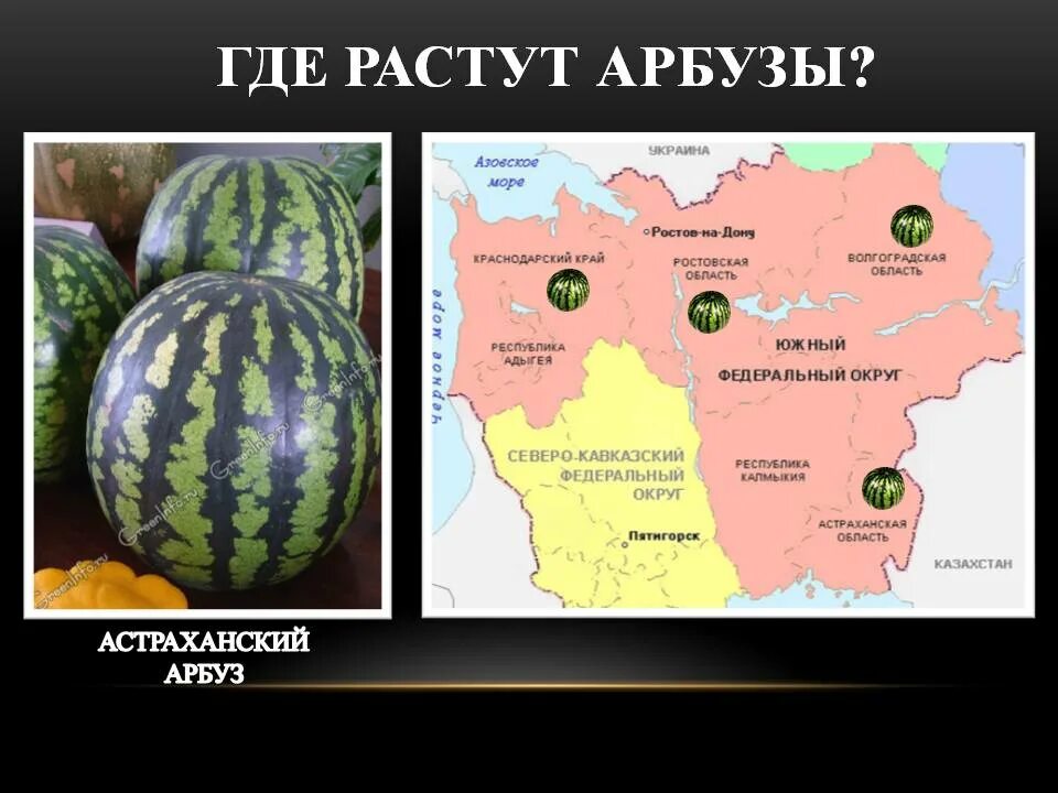 Высота арбуза. Арбуз растет. Где растут арбузы. Где растут арбузы в России. Как растет Арбуз.