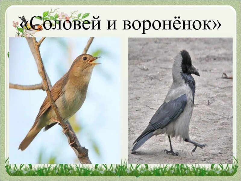 Э шим соловей и вороненок текст сказки. Э шима соловей и вороненок. сказка сказки э.шима «соловей и воронёнок». соловей и вороненок шим сказка. шим соловей и вороненок старшая группа.