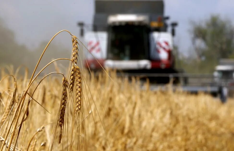 Пшеница. Экспорт зерна. Экспорт пшеницы. Экспорт пшеницы Россия.