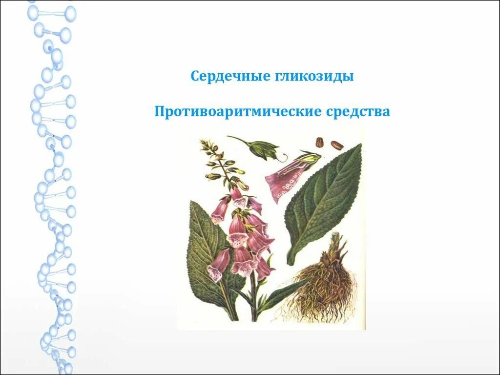 Приведите примеры трех растений содержащих сердечные гликозиды Растения содержащие гликозиды