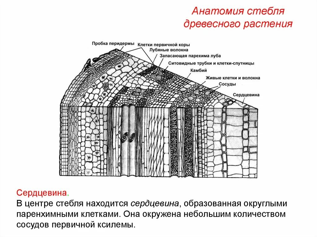 Поперечного среза стебля растения. Строение многолетних стеблей древесных растений. Анатомическое строение стебля древесных растений. Строение поперечного среза древесного стебля. Анатомическая строение стебля двудольных растени.