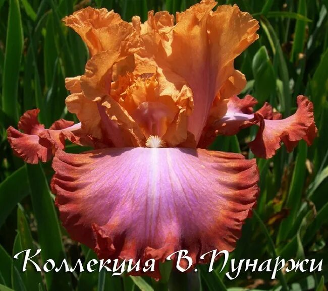 ирис гонг конг. ирисы рябых 2022. ирисов рябых ольги. ирис бородатый тропическая бабочка. ирис максим рябых.