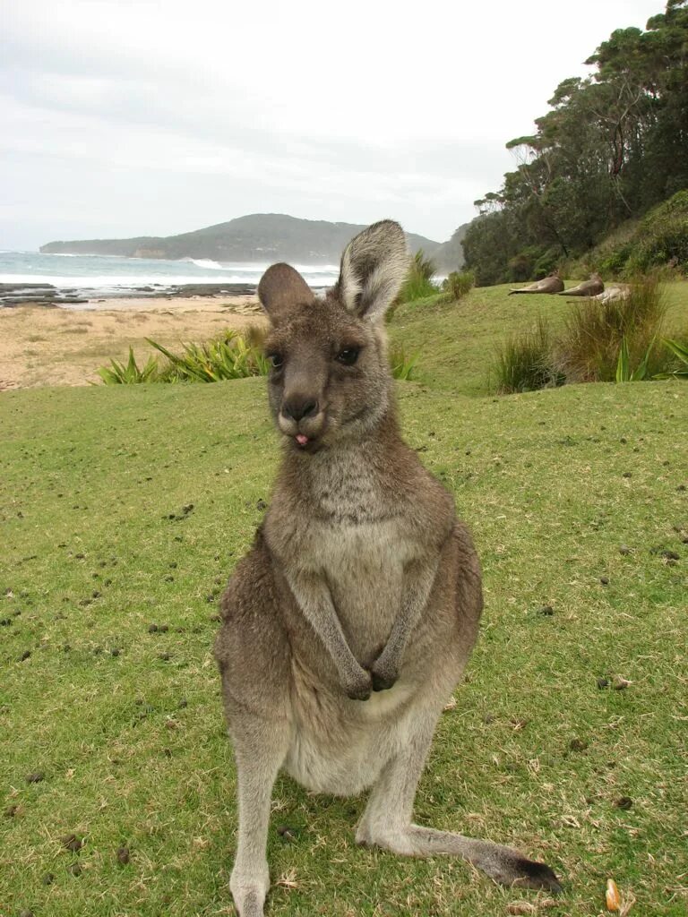 На каком материке находится кенгуру. Кенгуру слайд. Самые известные – гигантские кенгуру. Кенгуру биология. Кенгуру в Австралии кратко.