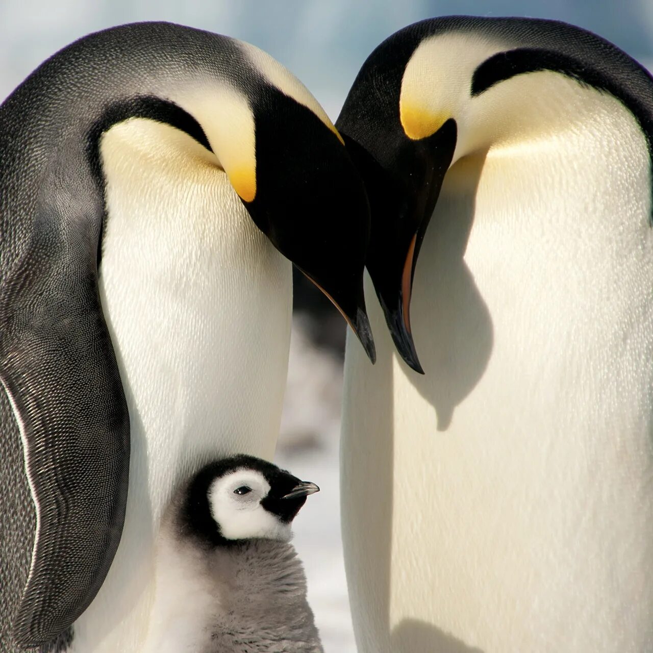 Emperor penguin. Императорский Пингвин в Антарктиде. Императорские Пингвинята. Птенец Императорского пингвина. Пингвин Aptenodytes Demersa.