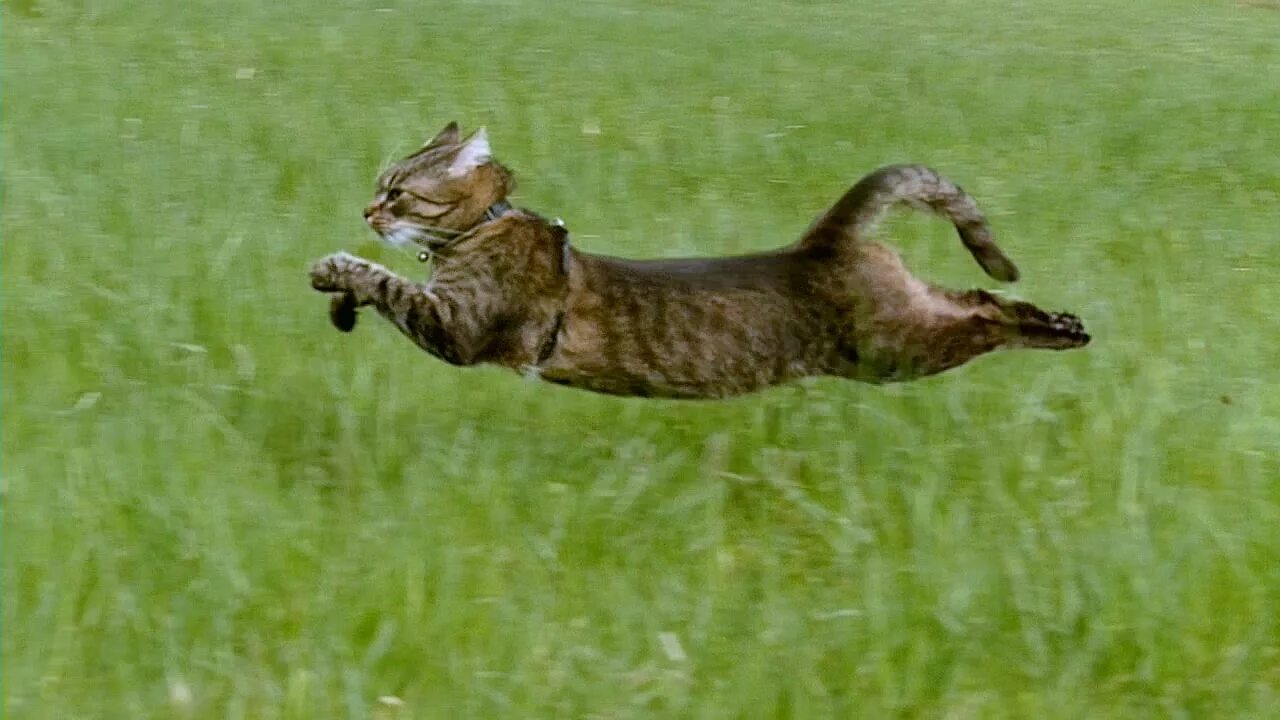 Кот бежит. Кошка бегает. Кот в движении. Кошачьи бега.