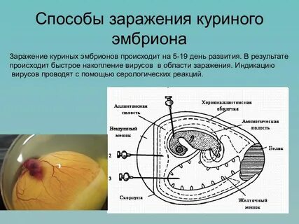 Методы заражения