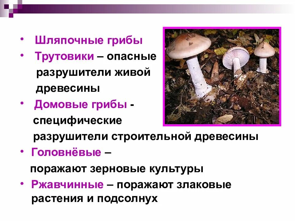 Растения разрушители. Трутовик шляпочный гриб. грибы разрушители. грибы разрушители древесины. грибы разлагатели.