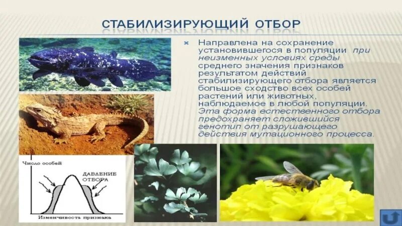 Эволюция стабилизирующий отбор