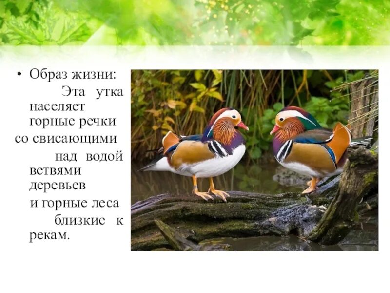 Занесена ли утка в красную книгу. Птицы из красной книги. мандаринка красная книга. утка-мандаринка красная книга. утка мандаринка занесена в красную книгу.