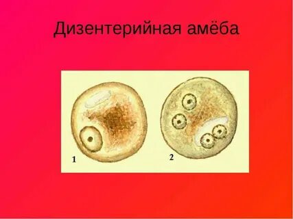 Дизентерийная амеба обитает