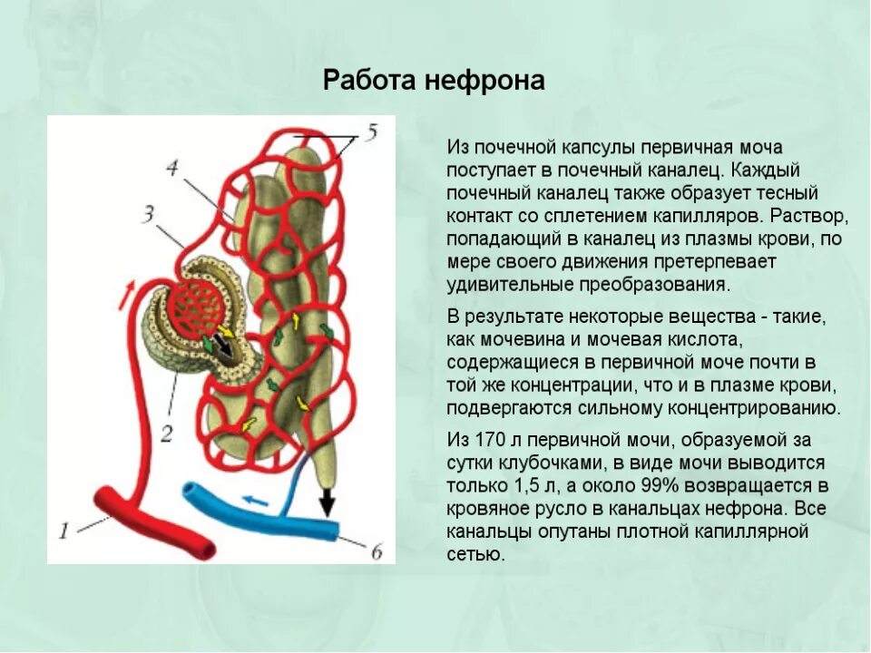 Мочевыделительная система человека строение нефрона. Строение нефрона почечный каналец. Капсула и каналец нефрона. Строение нефрона почки человека. Моча из капсулы нефрона поступает