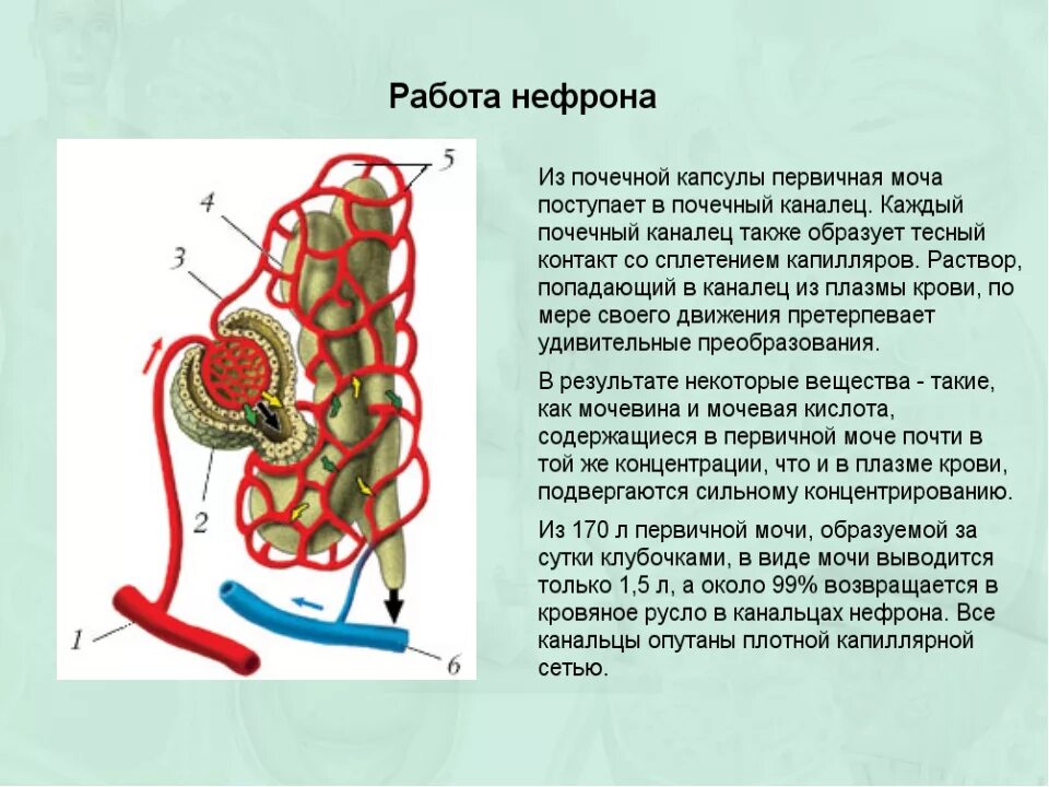 Работа нефрона кратко