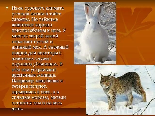 Типичные животные тайги и их приспособленность. Приспособленность животных в тайге. приспособление животных в тайге. приспособления животных к жизни в тайге. приспособление животных и растений в тайге.