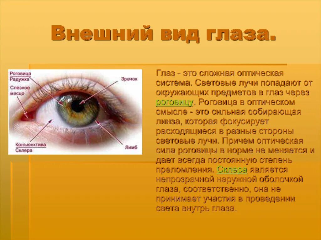 Реферат на тему глаза. Доклад на тему глаз. Внешний вид глаза. Сообщение о органе зрения. Презентация на тему зрение.