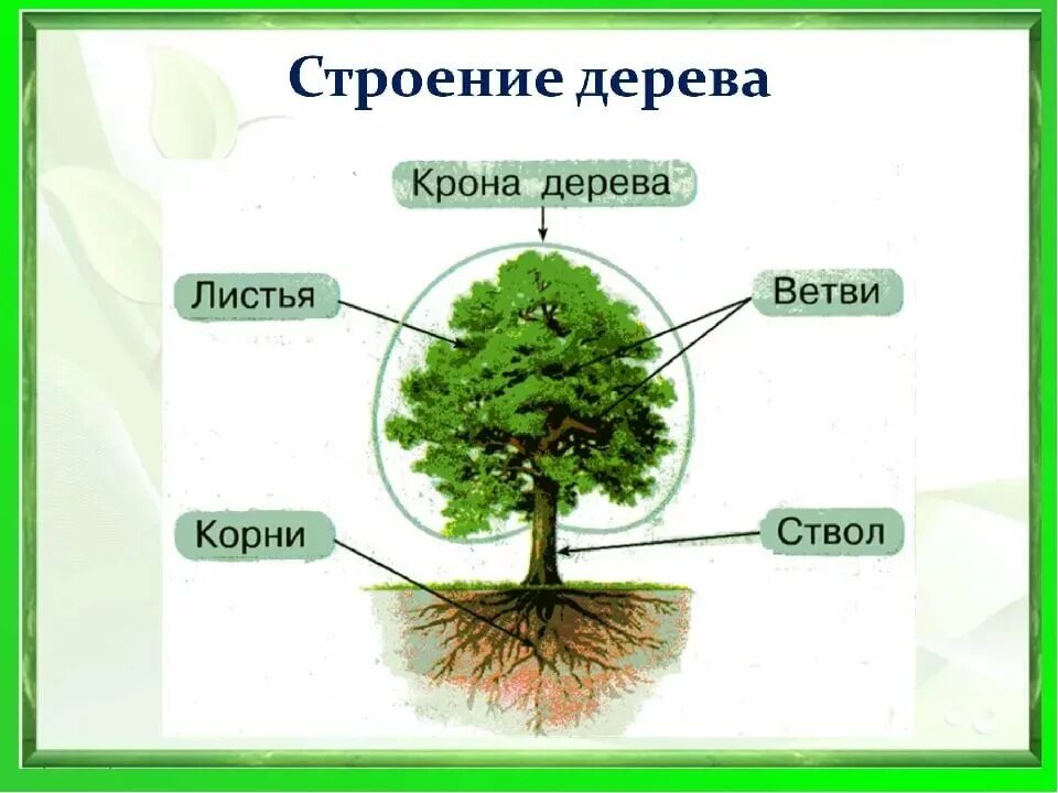 Какие группы деревьев