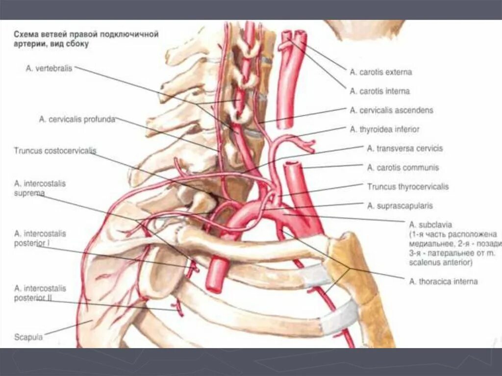 Реберно шейный ствол подключичной артерии. Подключичная артерия Неттер. Топография подключичной артерии. Щитошейный ствол анатомия ветви.