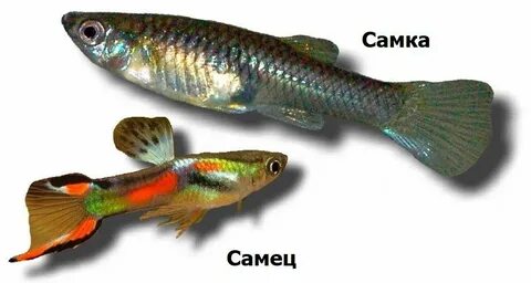 Гуппи самцы и самки фото