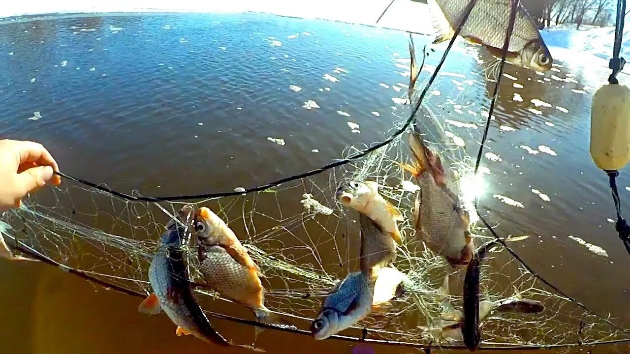 Улов рыбы сетью. Сеть для рыбалки. Ловля сетями. Браконьерские снасти для рыбалки. Сеть для ловли рыбы.