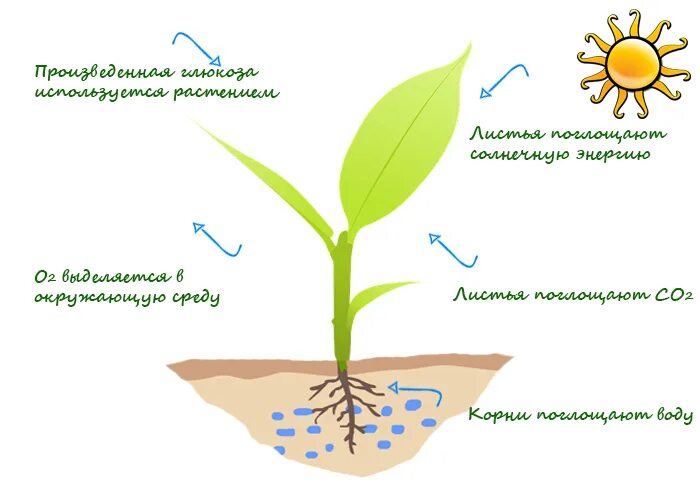 Схема процесса фотосинтеза. Фотосинтез растений. Поглощение воды растением. Растения получают энергию. Как влияет вода на рост растения