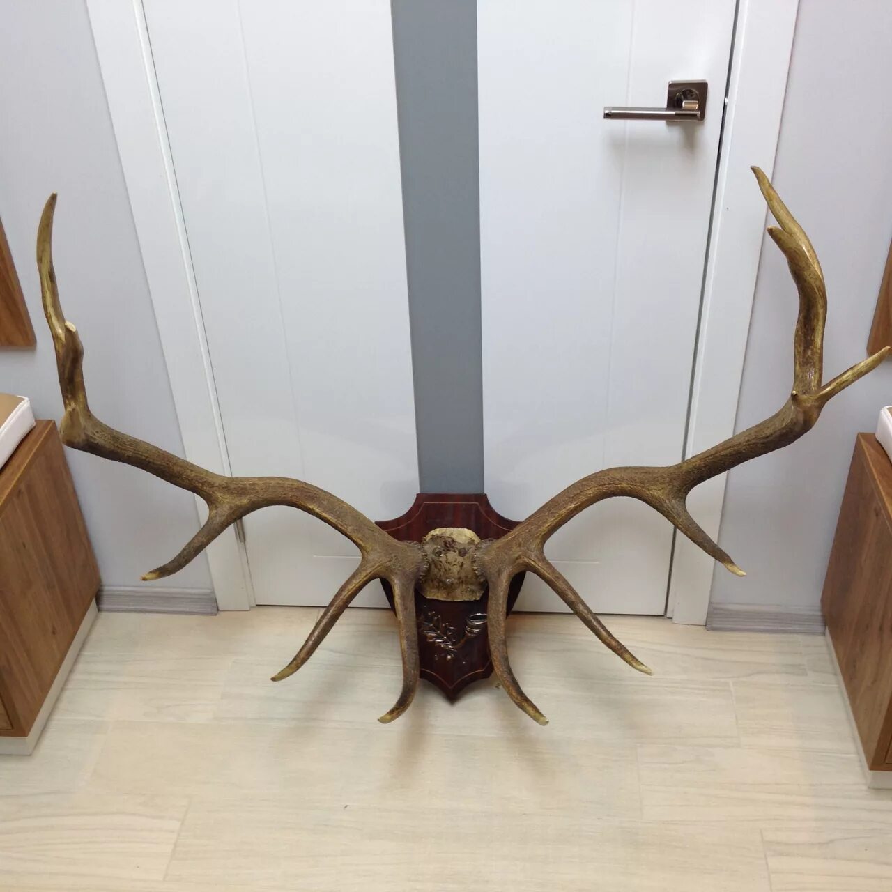 рога на стену. оленьи рога на стене. рога в интерьере. вешалки в виде животных. оленьи рога на стене.