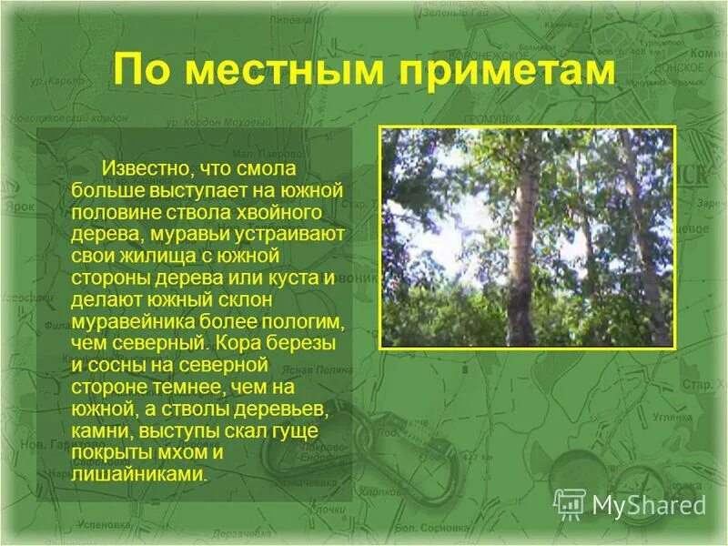 Что вырабатывают стволы хвойных деревьев. Что вырабатывают стволы хвойных деревьев
