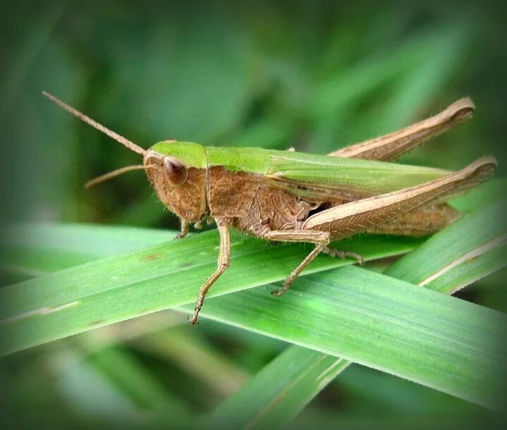 Прямокрылые жуки. Chorthippus albomarginatus. прямокрылые сверчки. прямокрылые куколка. прямокрылые фитофилы.