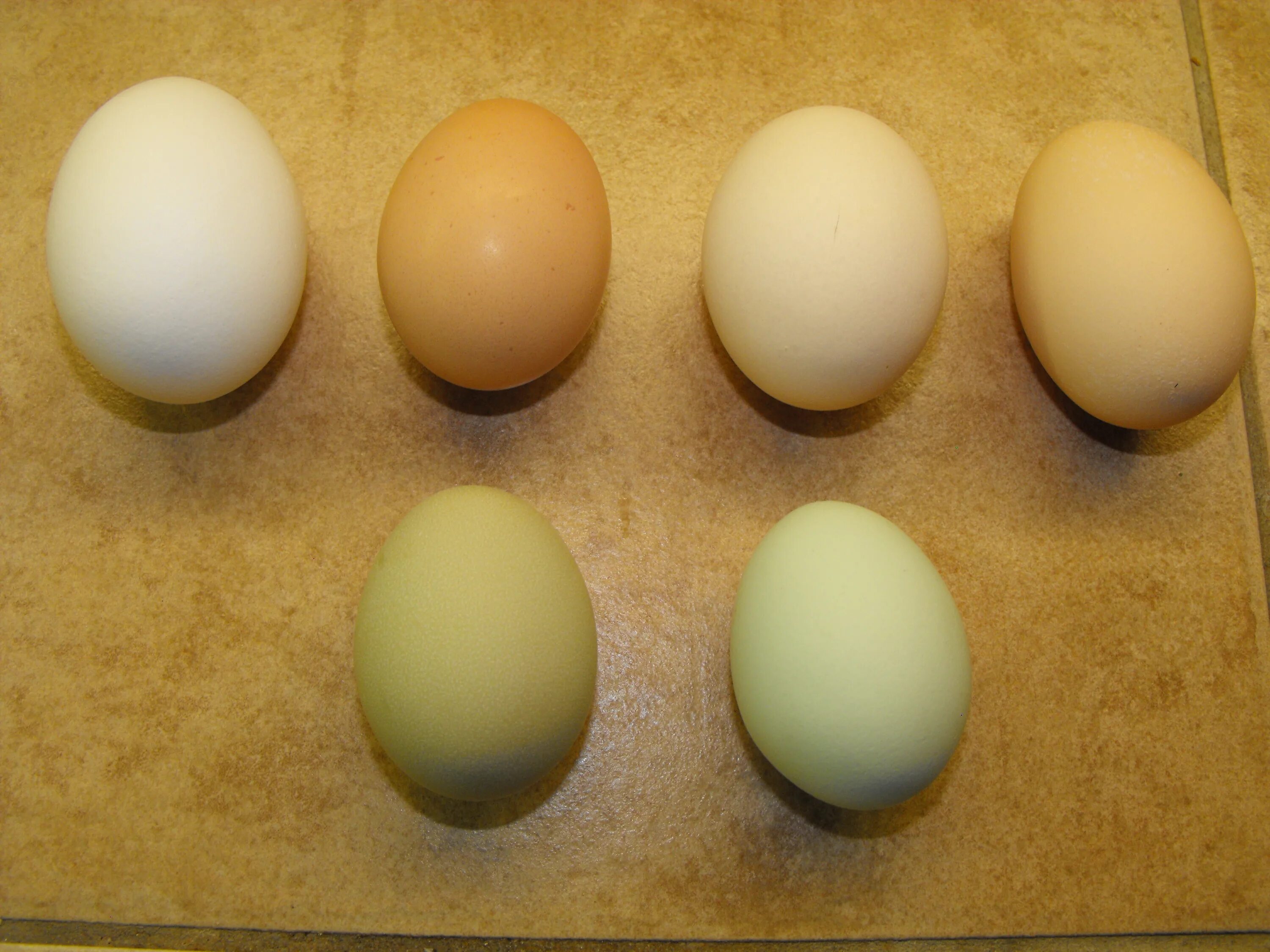 Купить яйца брама. Яйца кур Брама. Яйца кур породы Брама. Брама яйца и цыплята. Курица породы Брама яйца.