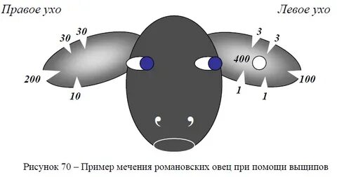 У овец признак длинные уши