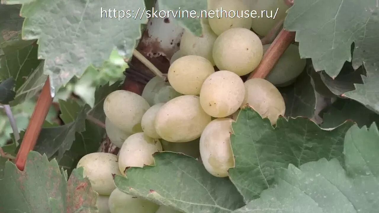 Покажи видео сорт. Виноград сорт эмигрант. Виноград эмигрант фото. Сорт винограда эмигрант фото. Виноград эмигрант описание сорта фото.