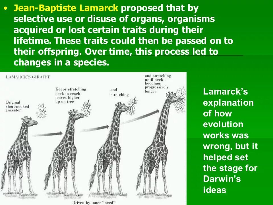 1 эволюционная теория ламарка. Жираф Эволюция Ламарк. Эволюция Жирафов Ламарка. Ламарк теория Жираф. Эволюционная теория Ламарка Жираф.