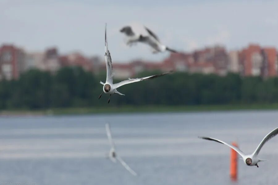 кронштадт чайки фото. чайка над кронштадтом. птицы кронштадта. кронштадт питер набережная. чайка кронштадт.